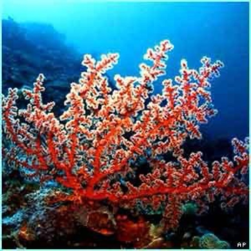 Meet your Posher, Coral